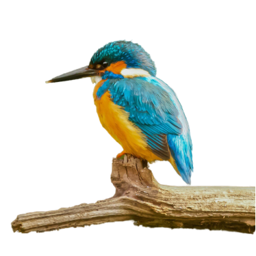 birds